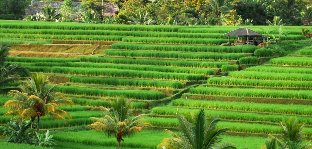 Terraced farmland representing nutrition and food security